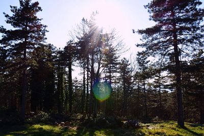 Sun shining through trees