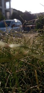 Close-up of plants on field against sky