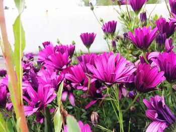 Close-up of purple flowers blooming outdoors