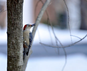 Bird perching on a tree