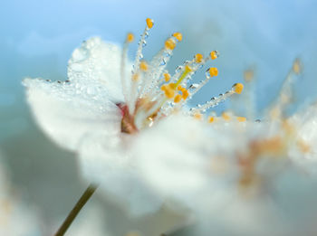 Close-up of white flowering plant
