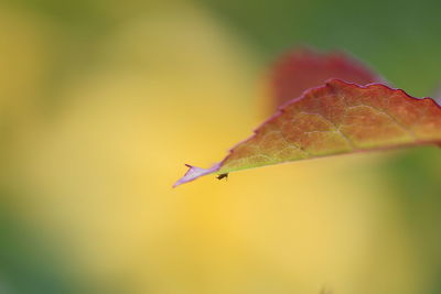 Close-up of insect on leaf