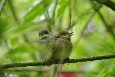 Bird perching on leaf