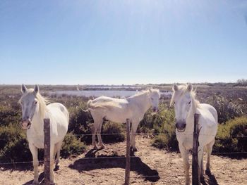 Horse standing on field against clear sky