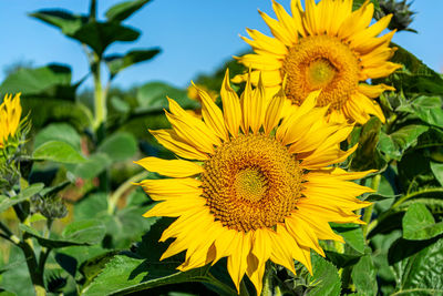 sunflower