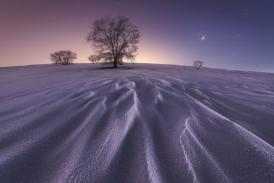 Picturesque landscape of leafless trees growing in snowy valley under night starry sky