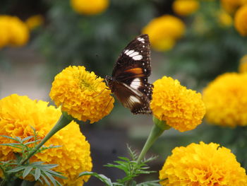 Butterfly on yellow flower