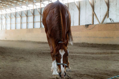 Close-up of horse standing on field