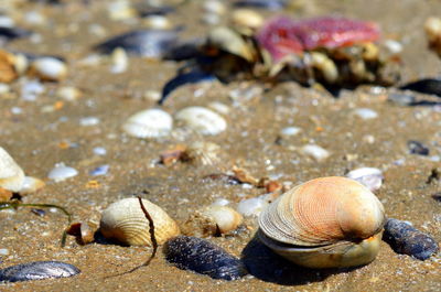 Close-up of crab on shore