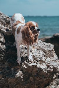 Dog on rock with sea in background