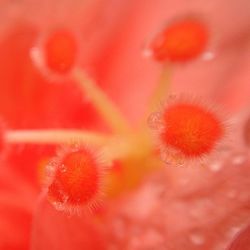 Close-up of red flowers