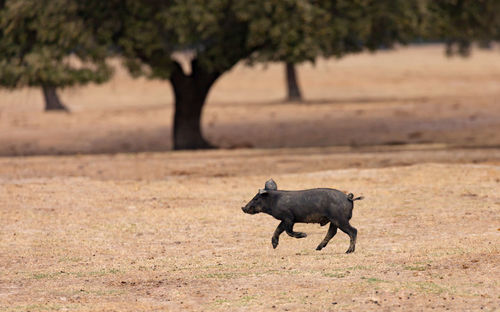 Horse running on a field