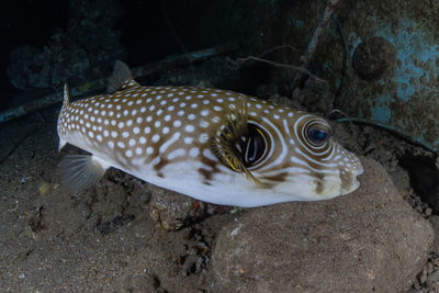 Close-up of fish swimming in sea