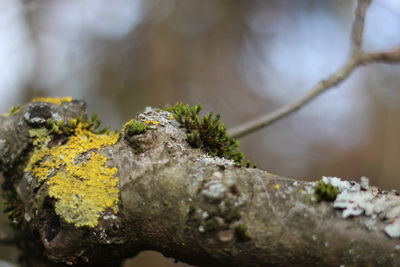 Close-up of moss growing on rock