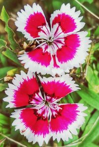 Close-up of pink flowers blooming outdoors