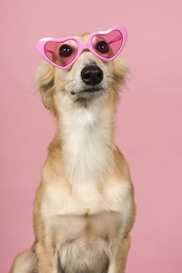 Close-up portrait of a dog