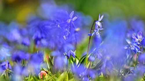 Blue snowdrops in the park