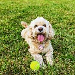 Portrait of dog with ball on field