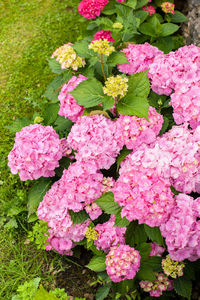 High angle view of pink flowering plant