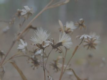 Close-up of flowers against blurred background