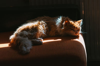 Cat sleeping in a home