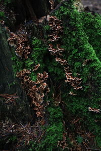 High angle view of mushroom growing on field