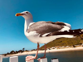 Seagull perching on a sea against clear sky