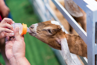 Long wool sheep feeding from milk bottle in farm.