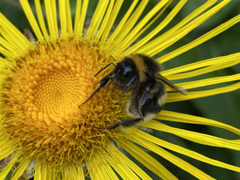 Close-up of bee pollinating on flower