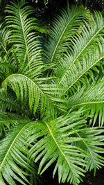 Full frame shot of palm tree leaves