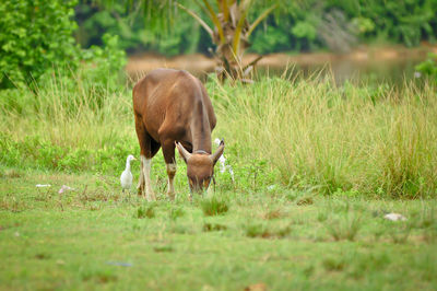 Horse grazing in field