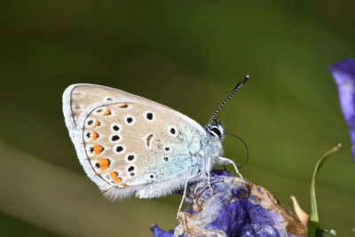 Close-up of butterfly on purple flower