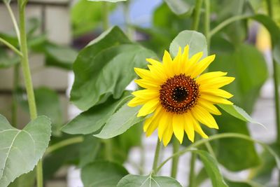 Close-up of yellow sunflower