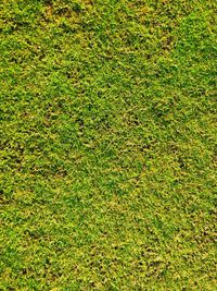 Full frame shot of grass on field