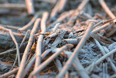 Close-up of dry plants on land
