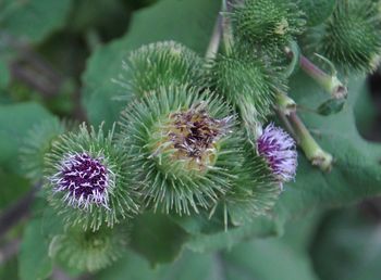 Close-up of purple flowering plant
