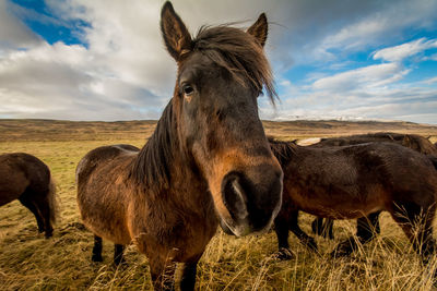 Horses standing on field against sky