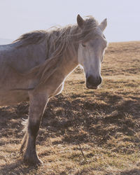 Horse standing on field