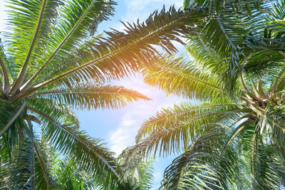 Low angle view of palm trees against sky