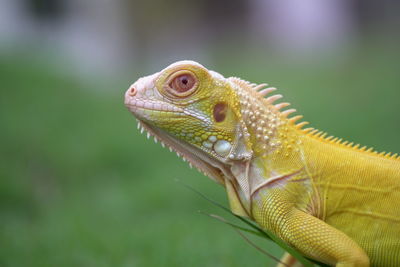 Close-up of a lizard