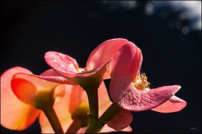 Close-up of flowers blooming against black background