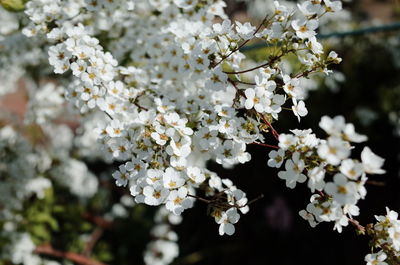Close-up of cherry blossoms in spring