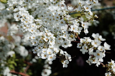 High angle view of white flowers blooming in park