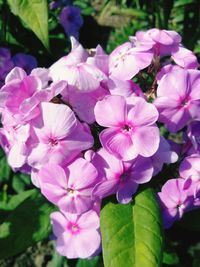 Close-up of flowers blooming outdoors