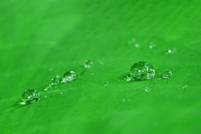 Macro shot of water drops on leaf