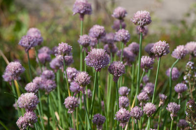 Close-up of pink flowering plants