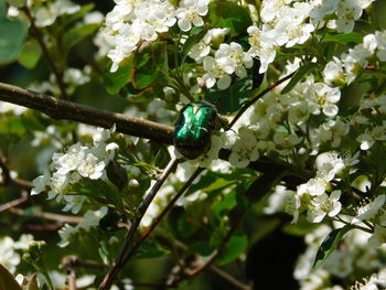 Close-up of bumblebee on white flower