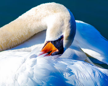 Close-up of swan