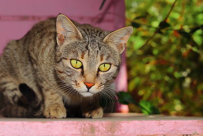 Close-up portrait of a cat