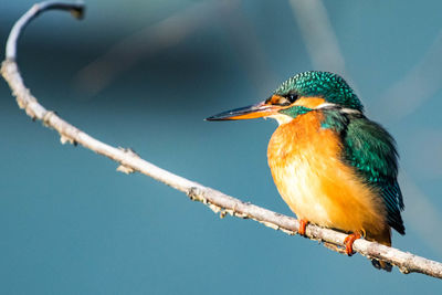 Close-up of bird perching on tree